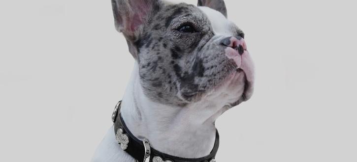 KEYCHAIN White/Brown LOUIS VUITTON French Bulldog - TDI, Inc